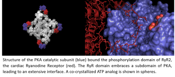 Stress signals affect a protein critical to the maintenance of heartbeat