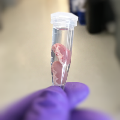 mouse kidneys in a test tube