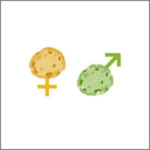 Sex Differences in Islet Stress Responses Support Female β Cell Resilience