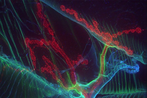 Glia-ECM interactions