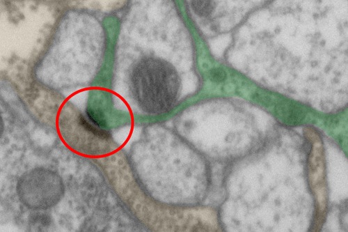 Glia-glia communication