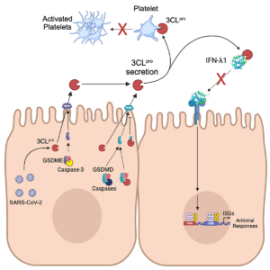 Grin et al Cell Rep 2024 Graphical Abstract