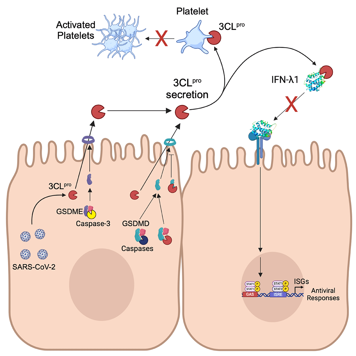 Grin et al Cell Rep 2024 Graphical Abstract