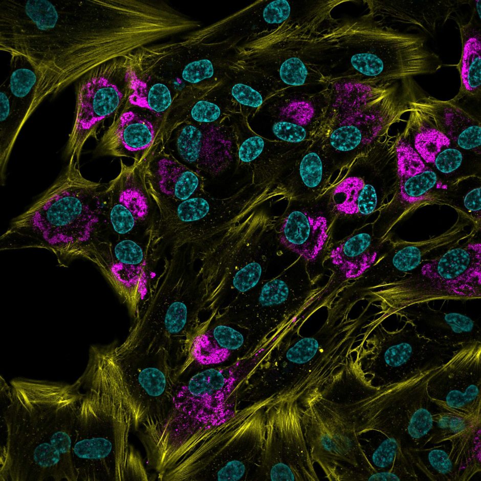 Pre-clinical development of a novel class of broad-spectrum natural products antivirals.