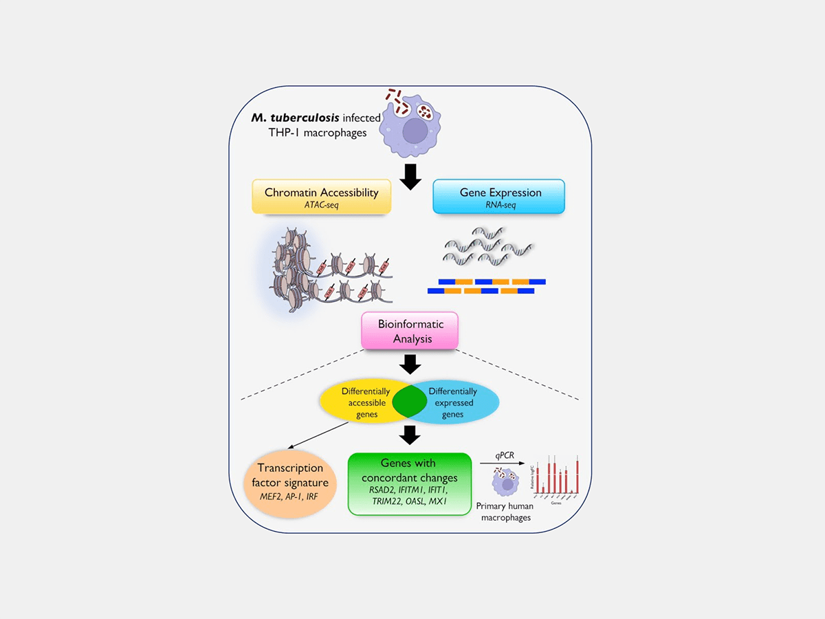 Epigenetics of lung immune cells in TB