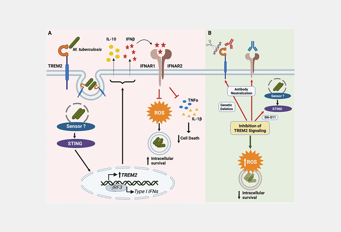 Host-directed drug development for TB